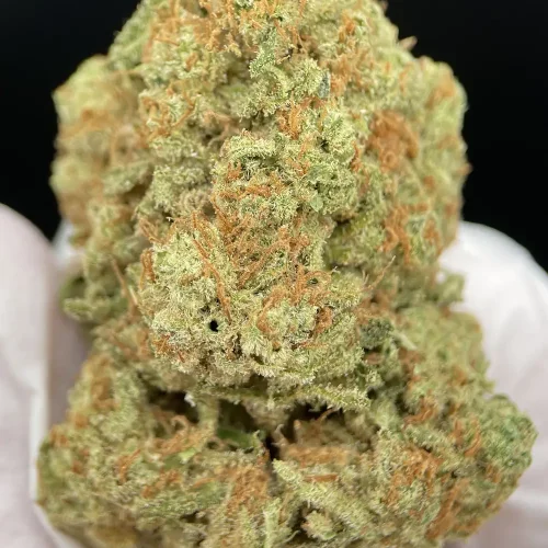 Cogollo de Amnesia Haze CBD