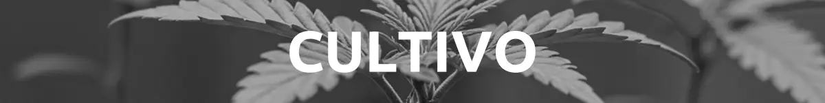Aparece una plántula de marihuana y se puede leer el texto cultivo de marihuana