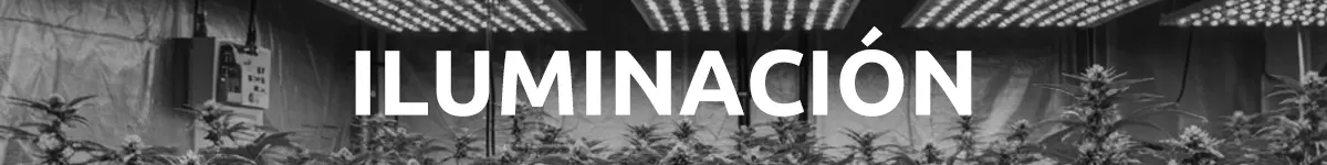 Aparece un cultivo de marihuana y se puede leer el texto Iluminación