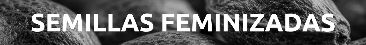 Aparecen semillas de marihuana feminizadas en el fondo y se puede leer el texto semillas feminizadas
