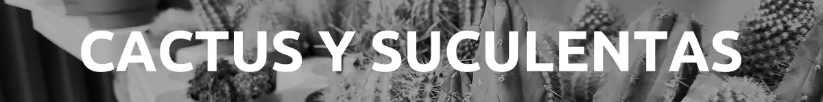 Aparece el texto Cactus y suculentas con una imagen de fondo con varias especies de cactus como Ferocactus o Lollophora Williamsii Peyote