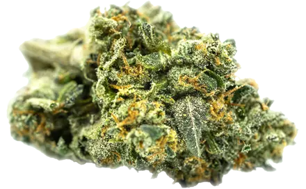 Flor de cáñamo Flor de cáñamo